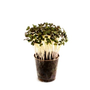 Nova cervena horcica9